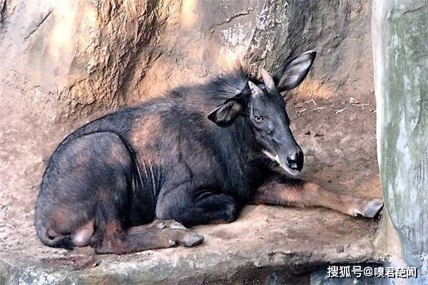 四不像特马图今晚必出,精选资料解析大全