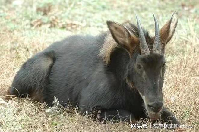 快评 第184页