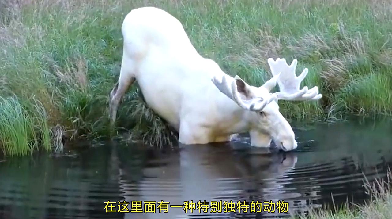 白小姐正版四不像最新版本,探索白小姐正版四不像最新版本，揭秘其独特魅力与玩法革新